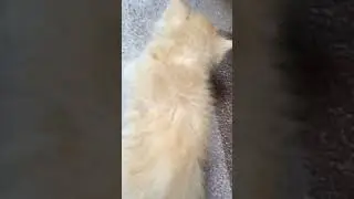 Little Kitten #ytube #ytshort #funnycat #smart4k