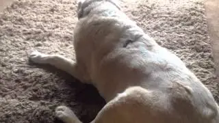 Dog with breathing difficulties
