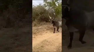 bhains bail wali video #shortvideo #youtubeshorts #video