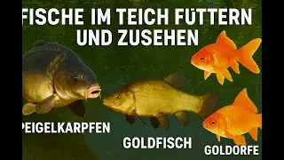 Fische im TEICH f&uuml;ttern (Karpfen,Schleie,Koi,Goldfisch,Goldorfe)