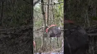 One of a kind ocellated turkey hunt: amazing jungle hunt #turkeyhunting #nwtf #gobblers #mexico