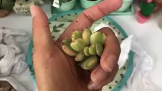 Succulent swap with JP SUCCULENTS / my first Korean succulents 4/23/19