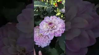 Георгин Melody harmony #садоводничество #цветыдлядома #георгины #daliyvlog