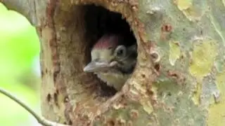 Great Spotted Woodpecker