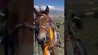 Upper mustang horse #travel #uppermustang #mustangnepal #mountain #lowermustang #culture #nature