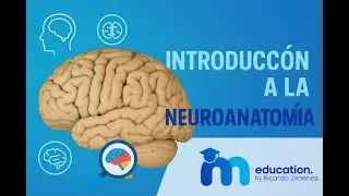 Introducción de Neuroanatomía - Áreas de Brodmann - surcos y giros - Recorrido del LCF/ Meducation