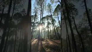Beautiful Pine forest | at Ranikhet | For sound | use headphone | #travel #viralvideo
