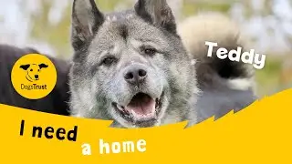 Teddy the amazing Akita | Dogs Trust Leeds