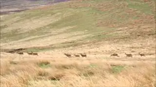 Wildlife on Exmoor - Large herd of red deer hinds