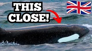 How close can you get to wild KILLER WHALES in mainland SCOTLAND?