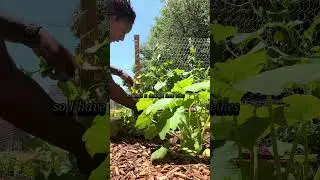 Trellising up, baby! 🍉✨