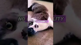 😝😝 #bestmeow #cat #cute #cutecatshorts