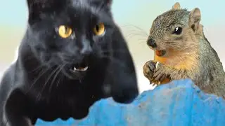 Cat Stalking Squirrel - Suspenseful Scary Squirrel Surprise! - Cat vs Squirrel