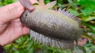 Mồi Câu Cá Rô Đồng Thần Thánh Đây Rồi