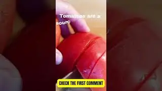 WARNING: Do NOT Feed Your Dog Tomatoes Until You Watch This #shorts  #short #shortvideo