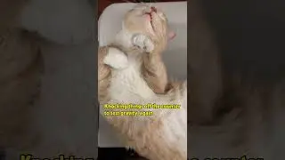 3 Weird Things Cats Do That Actually Make Sense