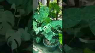 #shorts #worms #rear #plant