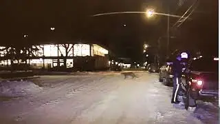 Cougar Caught on RCMP VICS Camera / Cougar pris &agrave; la cam&eacute;ra VICS de la GRC de Banff