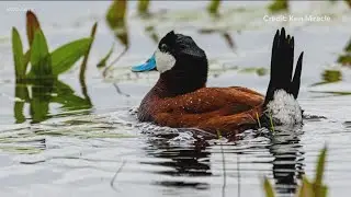 Idaho: A haven for birds and bird watching