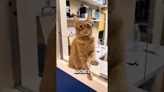 Этот кот любит носить очки &hearts;️