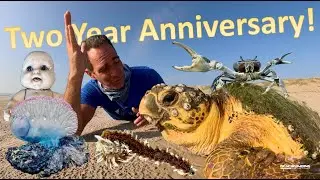 Beachcombing - Two Year Anniversary!