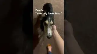 Vinny the Silken Windhound is Fast