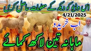 Top Quality Biggest 20 Mundra Monday Market Qurbani Business Mundra Farming in Pakistan