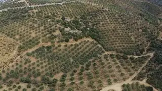 Olive Farm Aerial Stock Video