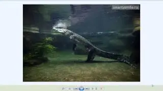 крокодильская дума