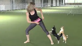 Karin Baumann zeigt DogDance Tricks mit ihren Chihuahuas