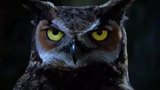 TRIBUTE TO TWIN PEAKS - THE OWLS ARE NOT WHAT THEY SEEM - 4K