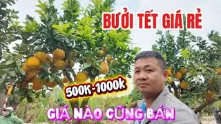 Bưởi Tết Giá Rẻ Bất Ngờ 500k Một Cây - Khám Phá Vườn Bưởi Siêu Rẻ Tại Văn Giang Hưng Yên Tết 2026