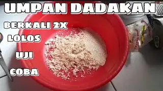 UMPAN DADAKAN||VANILA SUSU CAP DALANG MANTAP👍