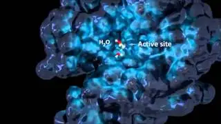 Function of Enzymes - How Does Enzymes Work?