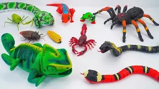 TOY ASMR | ZURU ROBO ALIVE Unboxing: Robo Giant Chameleon, Huge Insect Playset ASMR 🐍 Review Toys