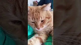 #cat #10mil #кот #1milio #юмор #цитатыосмысле #котики #цитатыпрожизнь #коты #смешнойшортс