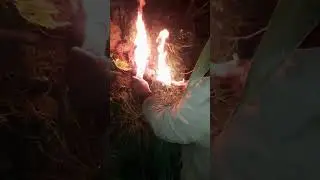 Hunting of wasp at corn field😂😂😂 मकै बारीमा बारूलो पोल्दै😆😆😆