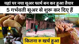How to start a new pig farm | How much does it cost to raise five pigs | 5 suar khardane ka kharch ?