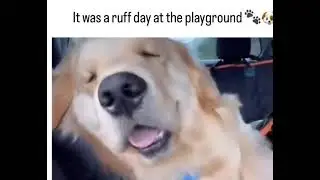 #shorts#ytshorts#thrillershorts#suspenseshorts#storyshorts #puppy #viral #reels #reel #new #puppy 