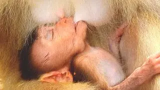 ❤️ Unbreakable Bond: Tender Moments of a Baby Monkey Nursing