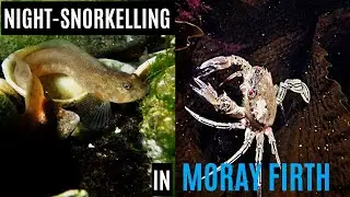 Butterfish + Crabs at NIGHT in Moray Firth | Snorkelling in Scotland