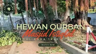 Sapi Qurban Masjid Istiqlal Tahun 2024