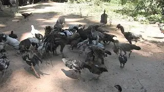 【4K】 Feed chickens food daily [KH Primitive Technology 【HD】11