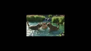 Cats Splashing water at each other #cats #cat #shorts #viralshort #happy #funny