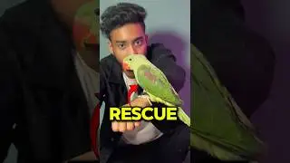 Rescue Indian species￼ illegal Parrot #parrot #birds #minivlog