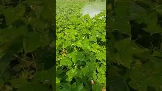 Heavy Spray In Cotton. // Foaming Spray. // Tractor Operated Sprayer. Best Results.