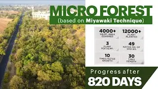 Micro Forest at Ganpat University (based on Miyawaki Technique) Progress after 820 days
