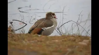 Winter Ducks