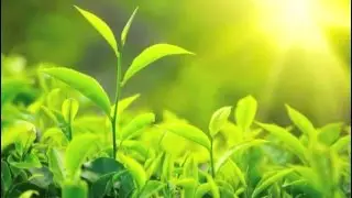 A Guided Meditation: Feeling The Pleasure Of Being In Your Body