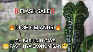 ‼️ FLASH SALE ‼️ TANAMAN DI GH NYA OM ANDRI🔥🔥🔥